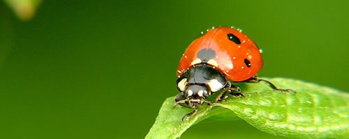 Photo by Jannes Pockele (Flickr)