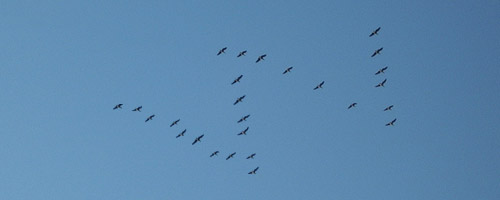 WordPress Migration